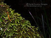 Moss Papillaria species