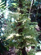 Moss Trachyloma diversinerve