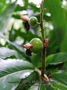 Native Cardamon Fruit Hornstedtia scottiana