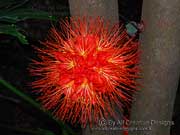 Panama Flame Brownea macrophylla