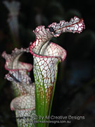 Pitcher Plant Serracenia species