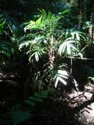 Walkingstick Palm Linospadix monostachya