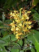 Yellow Ginger Lily Hedychium gardnerianum