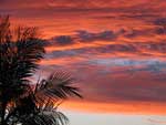 Red Sky and Palm