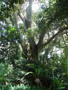 Ficus macrophylla Moreton Bay Fig