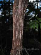 Dodonaea triquetra Large-leaf Hop Bush Bark