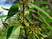 Flower Dodonaea triquetra Large-leaf Hop Bush