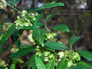 Dodonaea triquetra Large-leaf Hop Bush Fruit