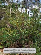 Dodonaea triquetra Large-leaf Hop Bush