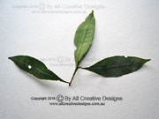 Dodonaea triquetra Large-leaf Hop Bush Leaves