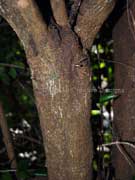 Strychnine Tree Strychnos arborea Bark