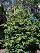 Strychnine Tree Strychnos arborea