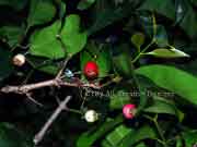 Fruit River Cherry Syzygium tierneyanum