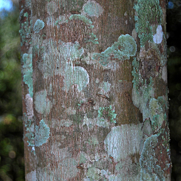 Bark of Brush Apple, Mischocarpus pyriformis