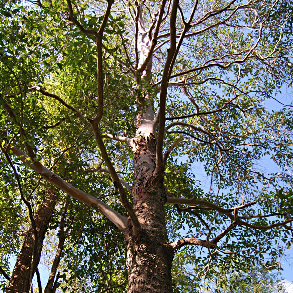 Bark of Brushbox, Lophostemon confertus