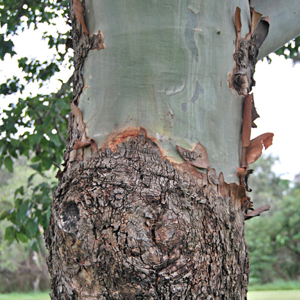 Cadaghi Bark, Corymbia torreliana