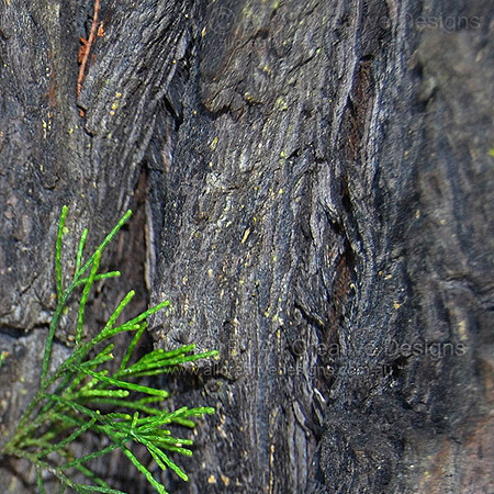 Coastal Cypress Pine Callitris columellaris