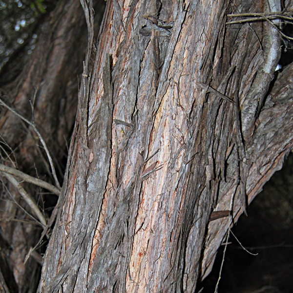 Bark of Coastal Tea Tree, Leptospermum laevigatum