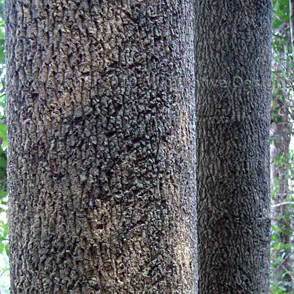 Soft Corkwood Ackama paniculata