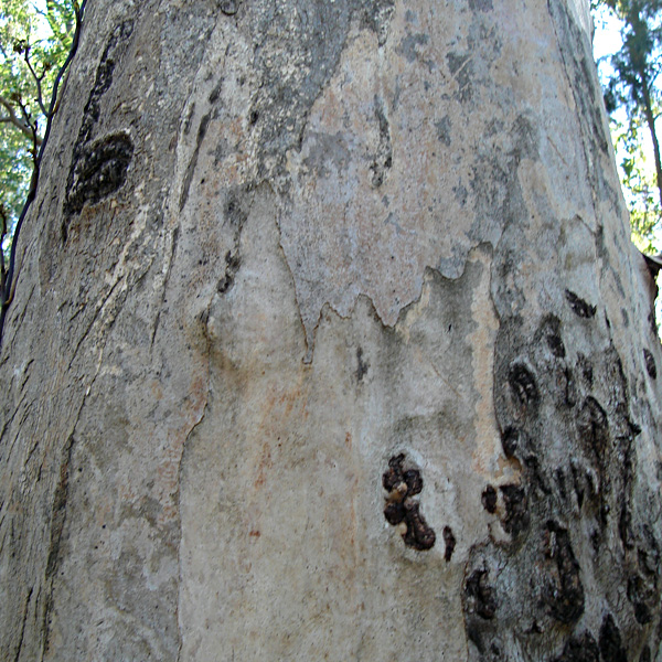Grey Gum Eucalyptus propinqua