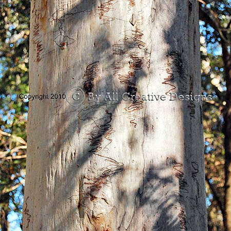 Scribbly Gum Eucalyptus signata