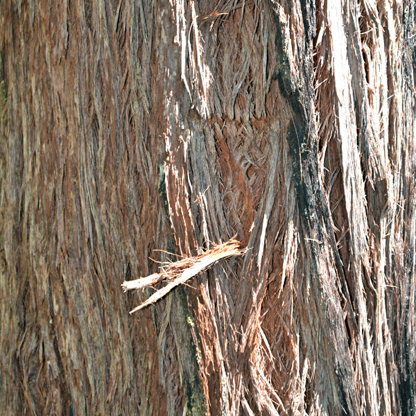 Thin-leaved Stringybark Eucalyptus eugenioides