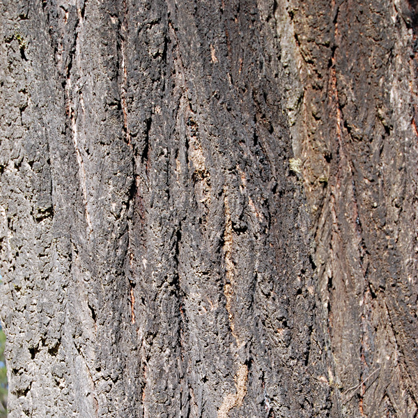 Grey Ironbark Eucalyptus paniculata