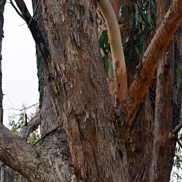 Narrow-leaved Peppermint Eucalyptus radiata
