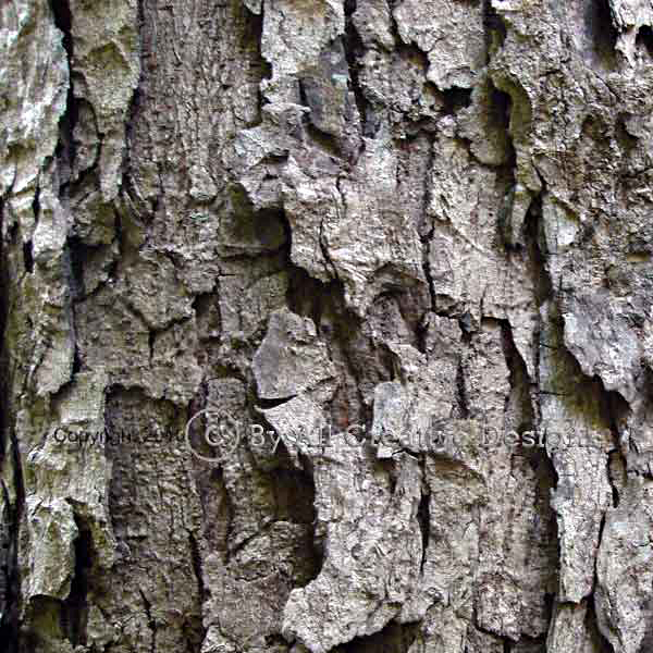 Bark of Red Cedar Toona ciliata