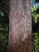 Eucalyptus pilularis Blackbutt Fruit