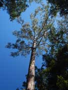 Eucalyptus pilularis Blackbutt
