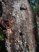 Pink Bloodwood Corymbia intermedia Bark