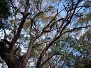 Pink Bloodwood Corymbia intermedia