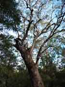 Pink Bloodwood Corymbia intermedia