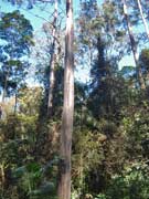 Blue Gum Eucalyptus saligna trunk