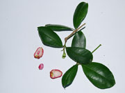 Brush Cherry Syzygium australe Leaves