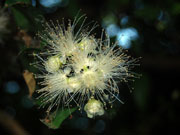 Flower of Syzygium australe