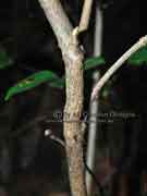 Callicarpa pendunculata Velvet Leaf Callicarpa Bark