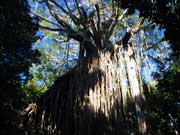 White Fig, Ficus virens var. sublanceolata