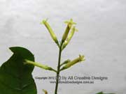 Flower Polyosma cunninghamii
