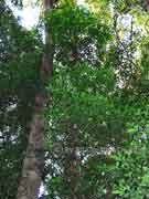 Featherwood Polyosma cunninghamiii