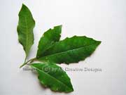 Featherwood Polyosma cunninghamii Leaves