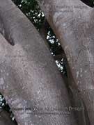 Weeping Fig Ficus benjamina Trunk