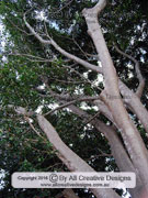 Weeping Fig Ficus benjamina