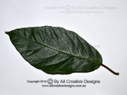 Ficus congesta var. congesta, Red-leaved Fig Leaf