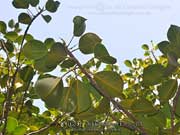 Ficus crassipes Round Leaf Banana Fig Fruit