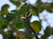 Ficus crassipes Round Leaf Banana Fig Foliage
