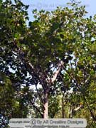 Ficus crassipes Round Leaf Banana Fig