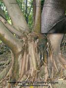 Ficus drupacea Bark