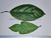 Ficus fraseri Leaves